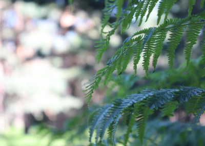 LosLagunazosBosquesFrondosos